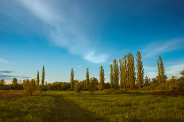 tall trees in the field at sunset