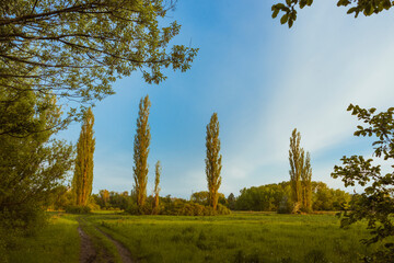 tall trees in the field at sunset
