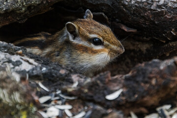 squirrel in the forest