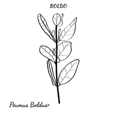 Boldo peumus boldus, culinary, aromatic and medicinal plant. Set of branches, leaves and flowers of a boldo. Botanical illustration. Tropical plant.