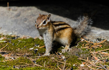 squirrel in the park