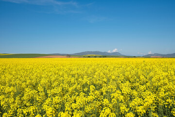 Obraz premium rural landscape, rapeseed, wheat and blue sky of spring