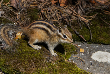 chipmunk on the ground