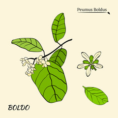 Boldo peumus boldus, culinary, aromatic and medicinal plant. Set of branches, leaves and flowers of a boldo. Botanical illustration. Tropical plant.