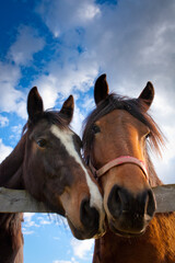 A curious horse couple looking down at the photographer