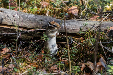 squirrel on a tree