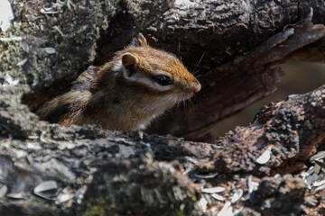 squirrel on a tree trunk