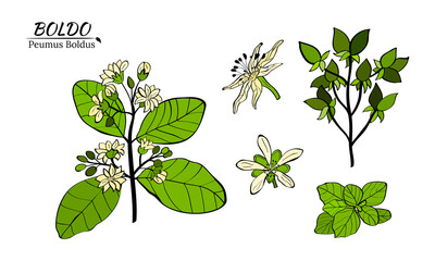 Boldo peumus boldus, culinary, aromatic and medicinal plant. Set of branches, leaves and flowers of a boldo. Botanical illustration. Tropical plant.