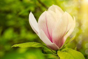 one pink flower on a branch of blooming magnolia close-up