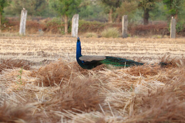 Excited handsome peacock siting in wheat field