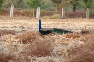Fotobehang Excited handsome peacock siting in wheat field © Wirestock Exclusives