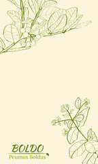 Template for design with boldo plant. Boldo peumus boldus, culinary, aromatic and medicinal plant. Set of branches, leaves and flowers of a boldo. Botanical illustration. Tropical plant.