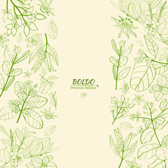 Template for design with boldo plant. Boldo peumus boldus, culinary, aromatic and medicinal plant. Set of branches, leaves and flowers of a boldo. Botanical illustration. Tropical plant.