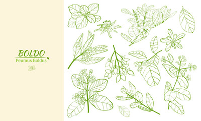 Template for design with boldo plant. Boldo peumus boldus, culinary, aromatic and medicinal plant. Set of branches, leaves and flowers of a boldo. Botanical illustration. Tropical plant.
