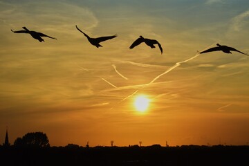 geese in flight