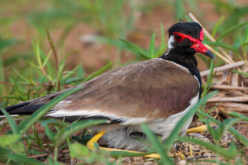 Image of red wattled lapwing bird is hatching the egg On the fields in the rainy season . Birds. Animals.