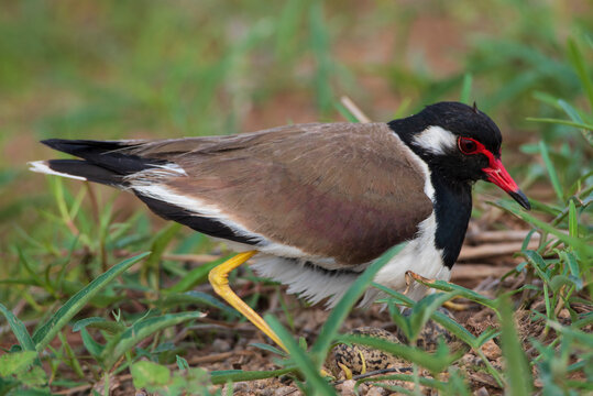 Image of red wattled lapwing bird is hatching the egg On the fields in the rainy season . Birds. Animals.