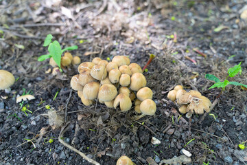 A mushroom of the Psatirellaceae family. Early mushrooms are inedible in the forest.