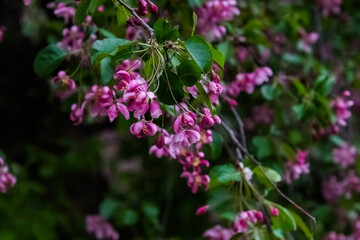 close up of flowers