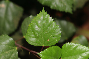green leaf of hibiscus flower plant in the garden