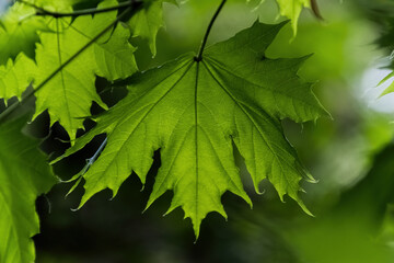 green maple leaves