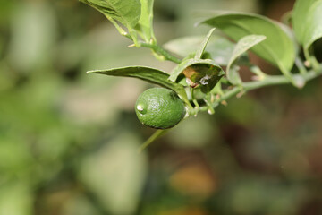 Fresh raw citrus fruit growing on lemon tree