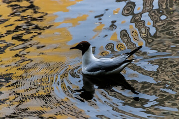Fototapeta premium black headed gull