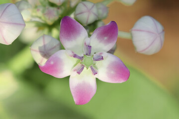 Fototapeta na wymiar Giant calotrope (Calotropis gigantea, the crown flower) flower blossoming in the spring garden