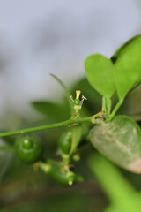 fresh unripe green lemon hanging and fruit growing in the garden farm india