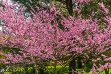 Blooming sakura in the garden 