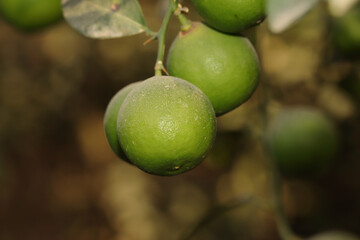 fresh green ripe lemon Fruits group hanging from tree branch in the fruits garden india