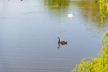 Black and white swans on the lake