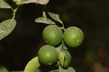 green ripe lemon Fruits group hanging from tree branch