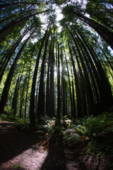 Fototapeta premium Huge redwood trees growing in Northern California are the skyscrapers of nature. These enormous trees exist primarily in California, Oregon and Washington.