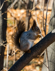 squirrel on a tree