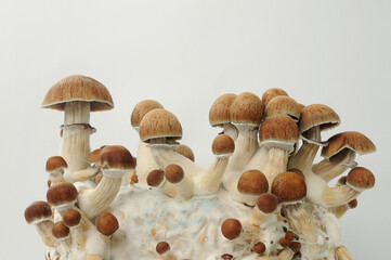 Psychedelic psilocybin mushrooms Golden Teacher on mycelium block, close-up. Psilocybe Cubensis raw...