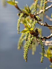 Green dogears and stamens of a tree in a park during spring time