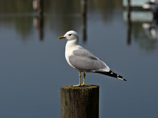 seagull standing on the pillar