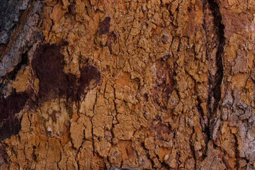 Bark texture pattern background,Bark of the tree,Cracking of tree bark