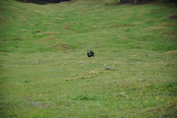Wanderung Hohe Asten: Auerhahn-Begegnung