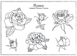 Set of Roses Flowers Monochrome Vectors isolated on white Background 