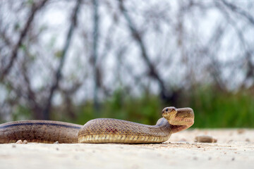 natural scenery, ladder snake crawling in its natural habitat