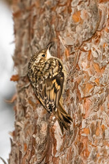 Short toed Treecreeper, perched along a tree trunk