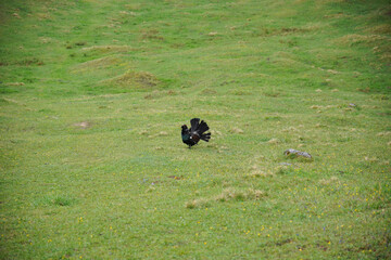 Wanderung Hohe Asten: Auerhahn-Begegnung