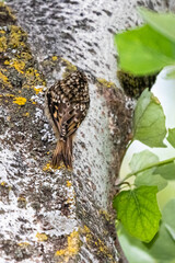 Fototapeta premium Short toed Treecreeper, perched along a tree trunk