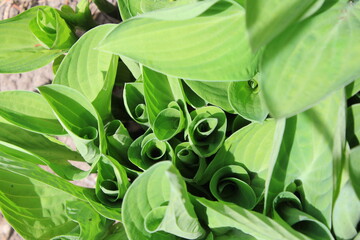 Obraz premium Lily of the valley fresh green leaves rolled in May, during the spring season on a sunny day.