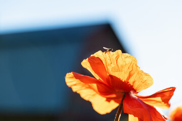 Bee and flower. A bee sitting on a red poppy flower. Summer and spring background