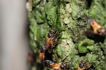 a honey bee collecting fresh drinking water in sunny day