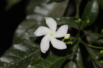 Fototapeta na wymiar one white flower of jasmine blooming on tree in the garden farm