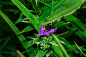 A blooming summer garden. Pollination of flowers by insects. Bumblebee (Latin: Bombus) on purple flowers Tradescantia (Latin: Tradescantia occidentalis).